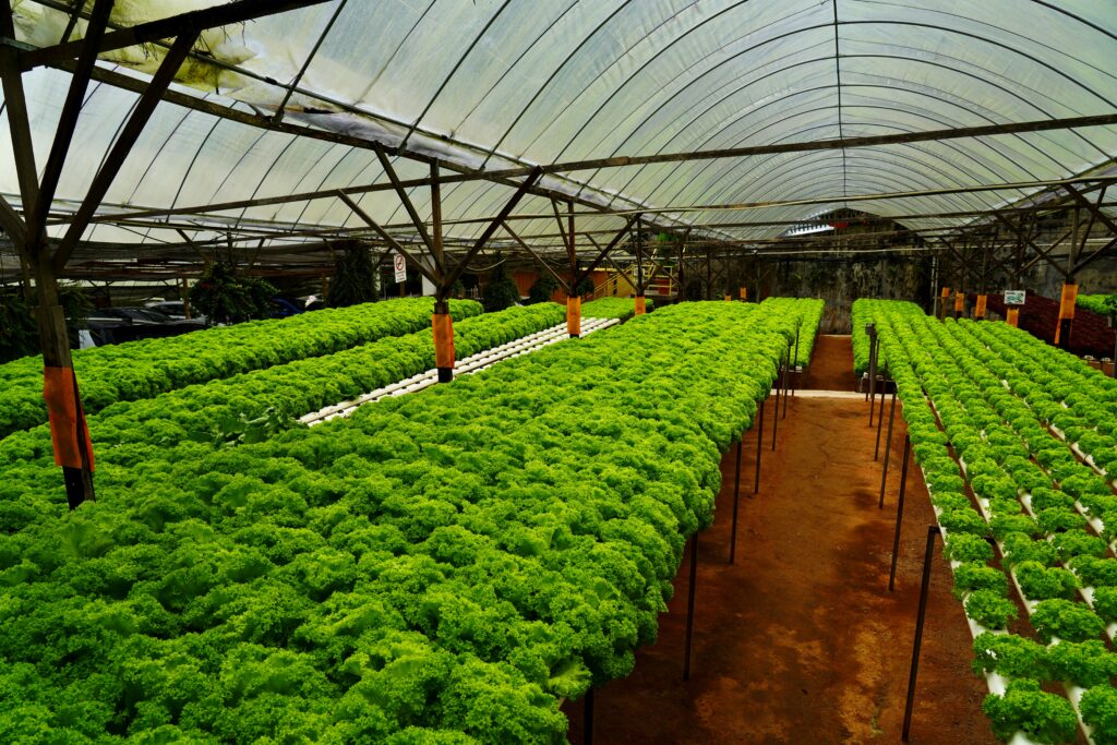 Precesion-farming-polyhouse