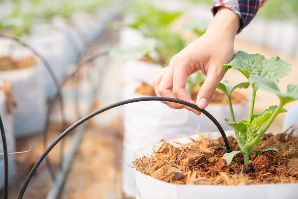 Woman science Assistant ,Agricultural Officer. in greenhouse far